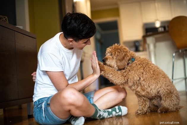 When Is a Dog Muzzle Appropriate? A Trusted Guide to Safety and Comfort
