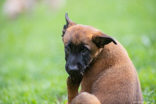 Understanding Why Your Dog Chews Their Paws: Causes & Solutions