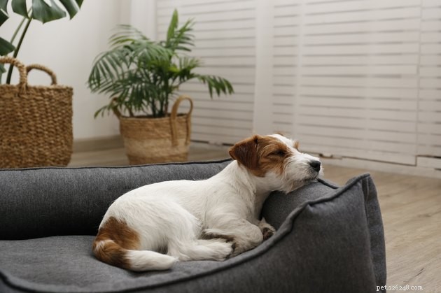 Keep Your Dog Healthy: How Often to Wash Their Bedding