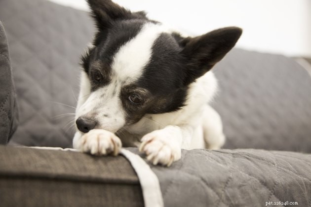 Understanding Why Your Dog Chews Their Paws: Causes & Solutions