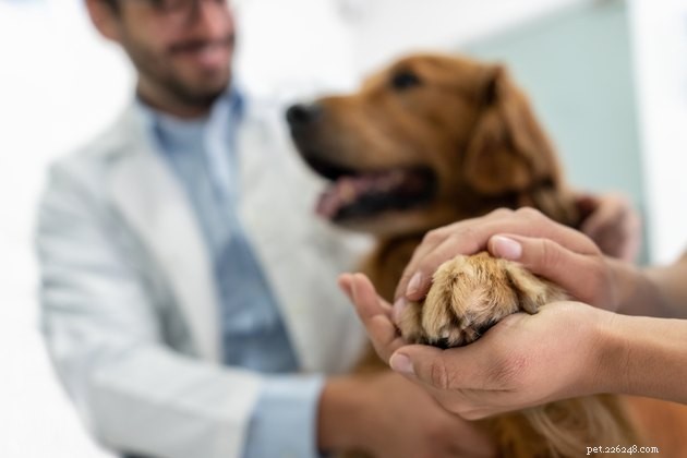Understanding Why Your Dog Chews Their Paws: Causes & Solutions