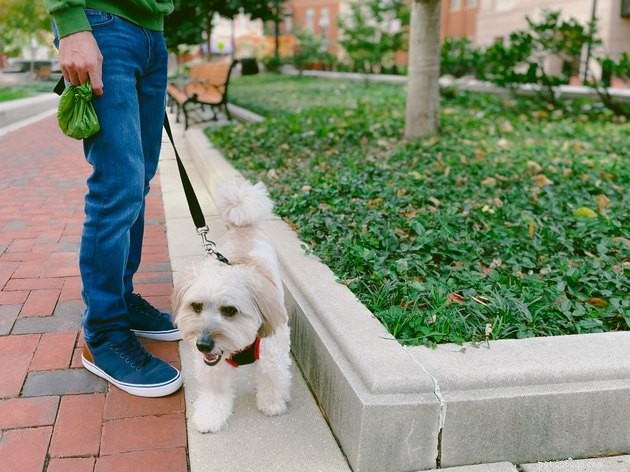Why a Dog Poop Deep Clean Is Essential for Your Neighborhood