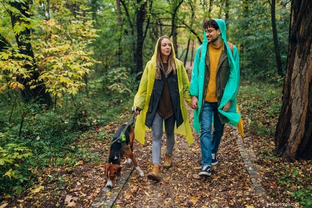 6 Expert Tips for Safe Dog Walks in the Rain