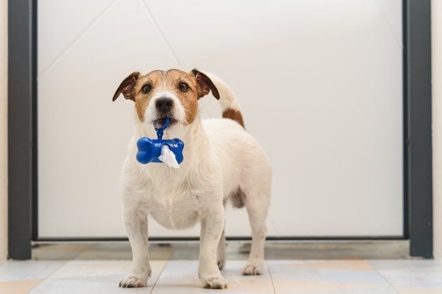 Why a Dog Poop Deep Clean Is Essential for Your Neighborhood