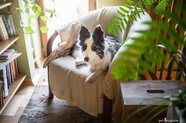 Keep Your Home Spotless: Expert Cat & Dog Grooming Tips