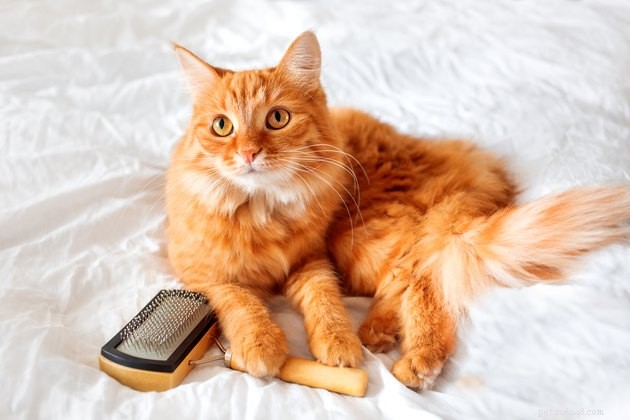 Keep Your Home Spotless: Expert Cat & Dog Grooming Tips