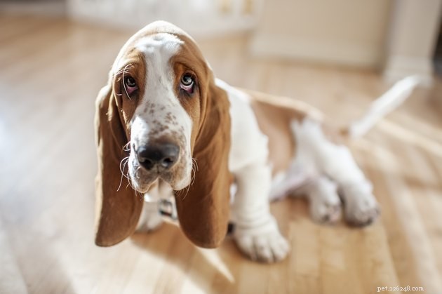 Top Dog Ear Cleaners of 2022: Safe, Effective, Vet‑Approved