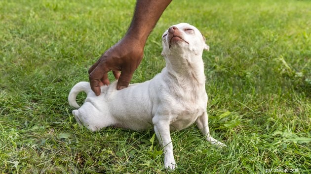 Why Is My Dog So Itchy? Identify Causes & Find Relief