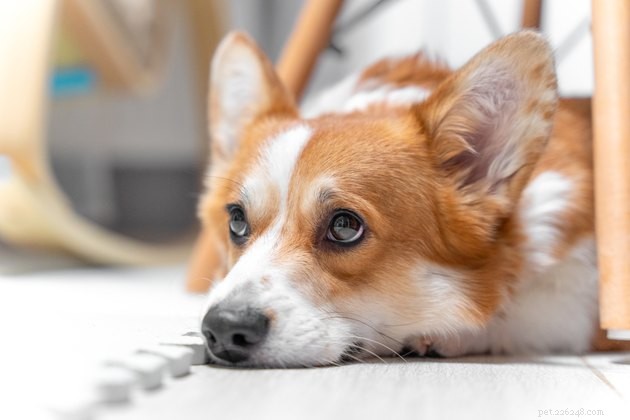 Identifying Your Pet’s Allergies: Symptoms, Causes, and Relief Tips