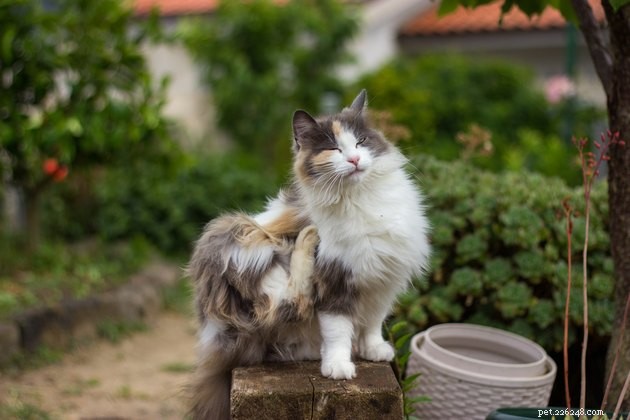 Identifying Your Pet’s Allergies: Symptoms, Causes, and Relief Tips