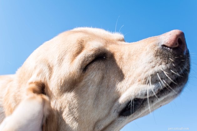 Why Is My Dog So Itchy? Identify Causes & Find Relief