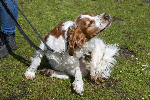 Identifying Your Pet’s Allergies: Symptoms, Causes, and Relief Tips