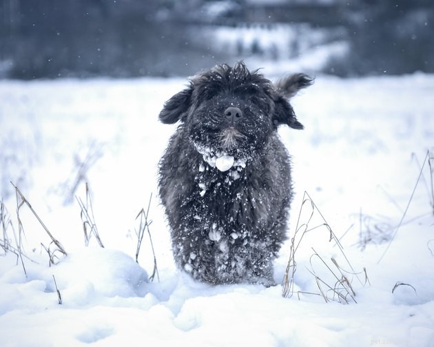 Keep Your Dog Snow‑Free: Simple Tips to Prevent Snowballs