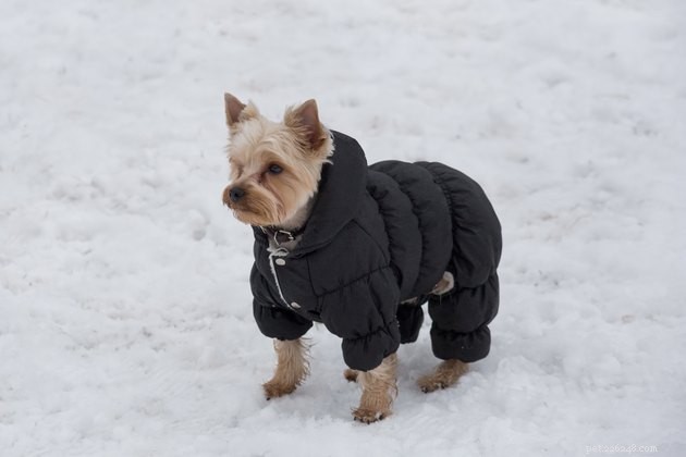Keep Your Dog Snow‑Free: Simple Tips to Prevent Snowballs