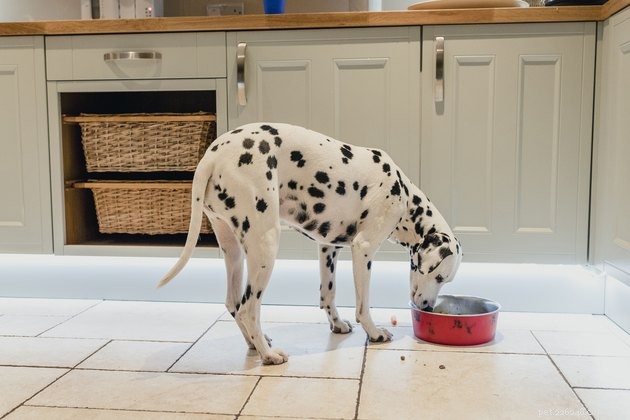 Top Dry Dog Foods for Sensitive Stomachs – 2022 Guide