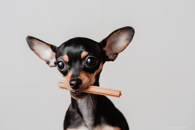 Top 2022 Dog Dental Chews: Safe, Effective, and Vet-Approved