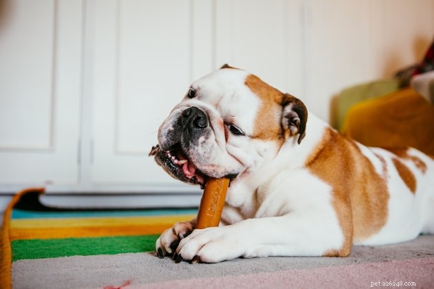 Top 2022 Dog Dental Chews: Safe, Effective, and Vet-Approved