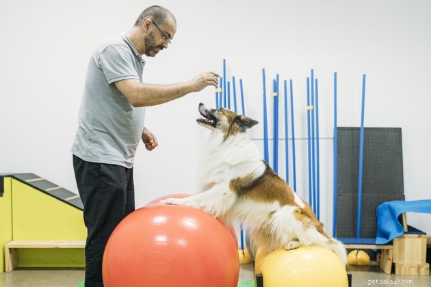 Essential Canine Conditioning: A Beginner’s Guide to Healthy Dog Fitness