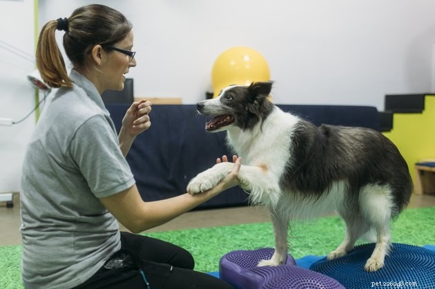 Essential Canine Conditioning: A Beginner’s Guide to Healthy Dog Fitness