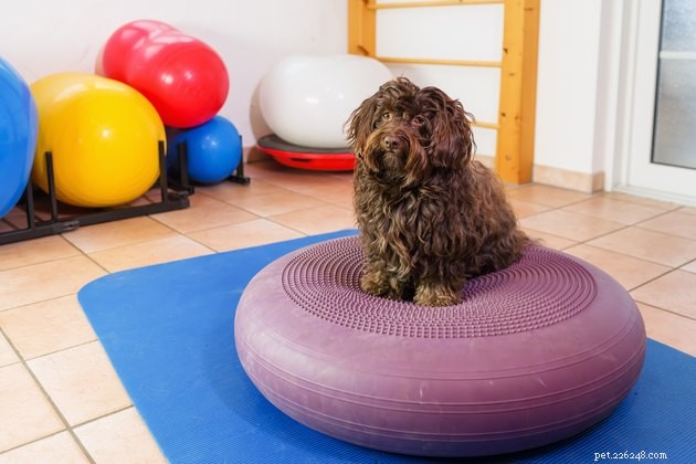 Essential Canine Conditioning: A Beginner’s Guide to Healthy Dog Fitness