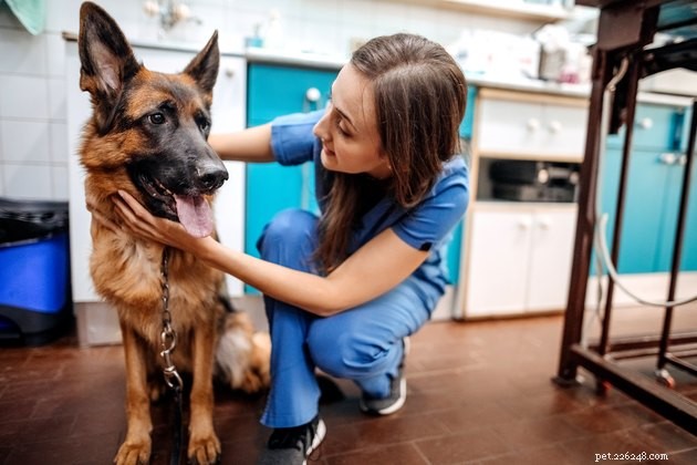 Chocolate Safety for Dogs: Which Types Are Most Toxic?