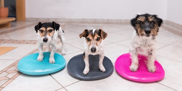 Essential Canine Conditioning: A Beginner’s Guide to Healthy Dog Fitness