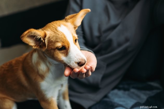 Top Dog Pill Pockets of 2022: Easy, Tasty Medication Delivery