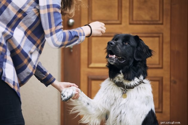Top Dog Pill Pockets of 2022: Easy, Tasty Medication Delivery