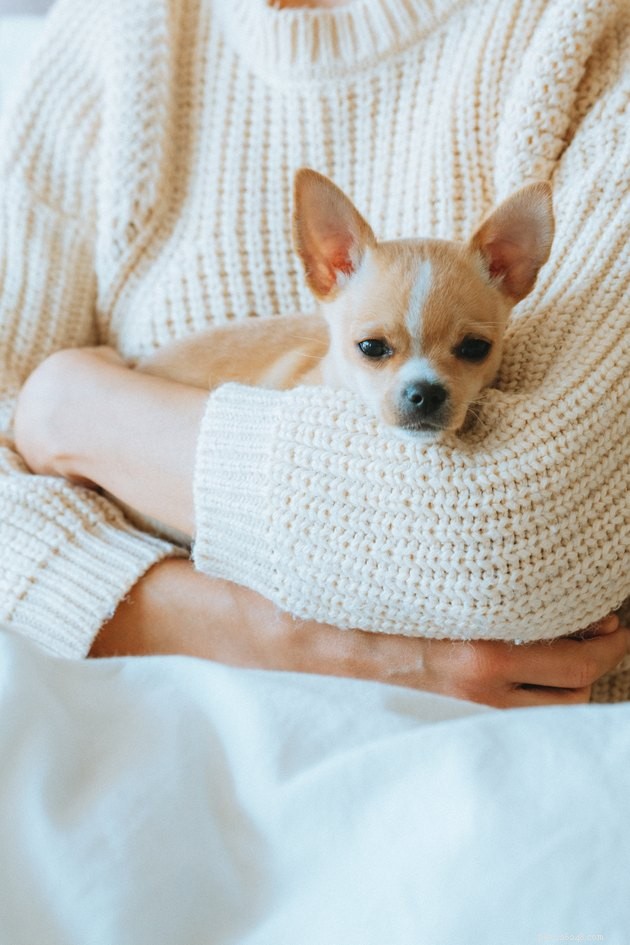 Do Chihuahuas Blink More Often Than Other Dog Breeds? Insights and Facts
