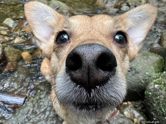 18 Dogs with the Most Adorable Noses