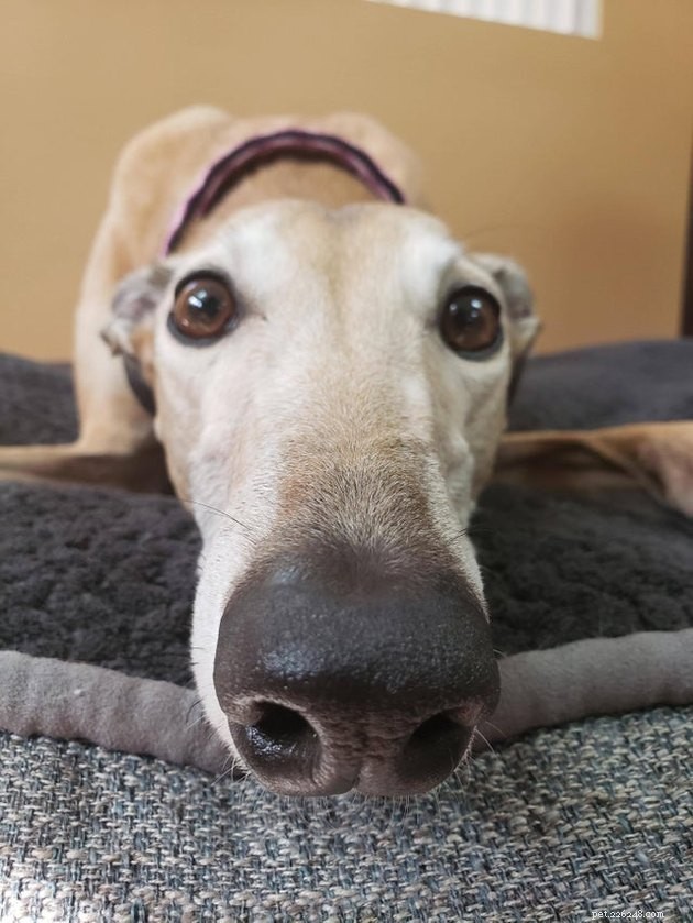 18 Dogs with the Most Adorable Noses