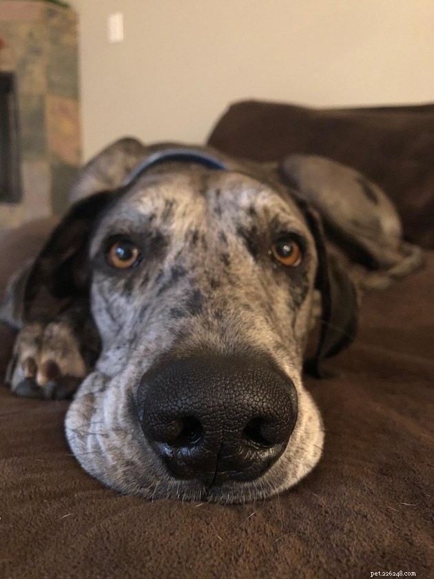 18 Dogs with the Most Adorable Noses