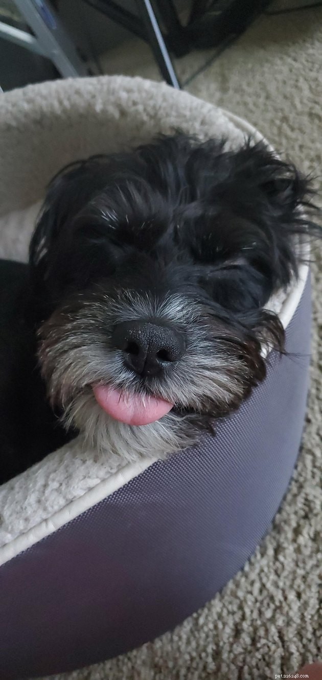18 Dogs with the Most Adorable Noses