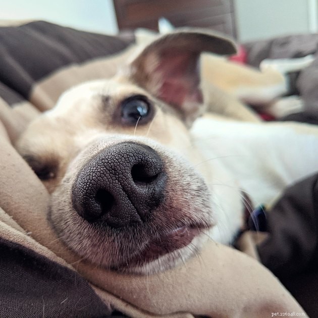 18 Dogs with the Most Adorable Noses