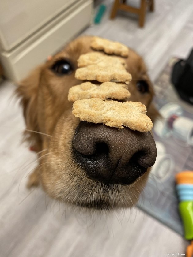 18 Dogs with the Most Adorable Noses