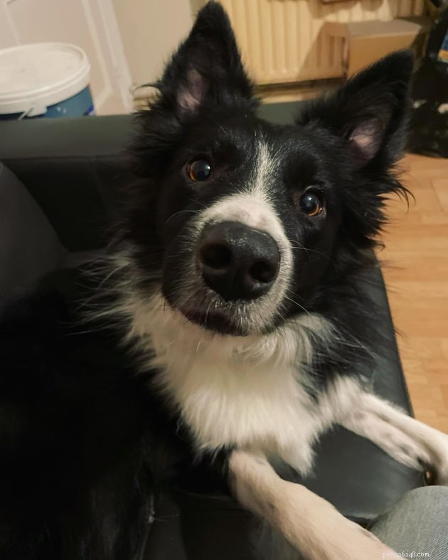 18 Dogs with the Most Adorable Noses