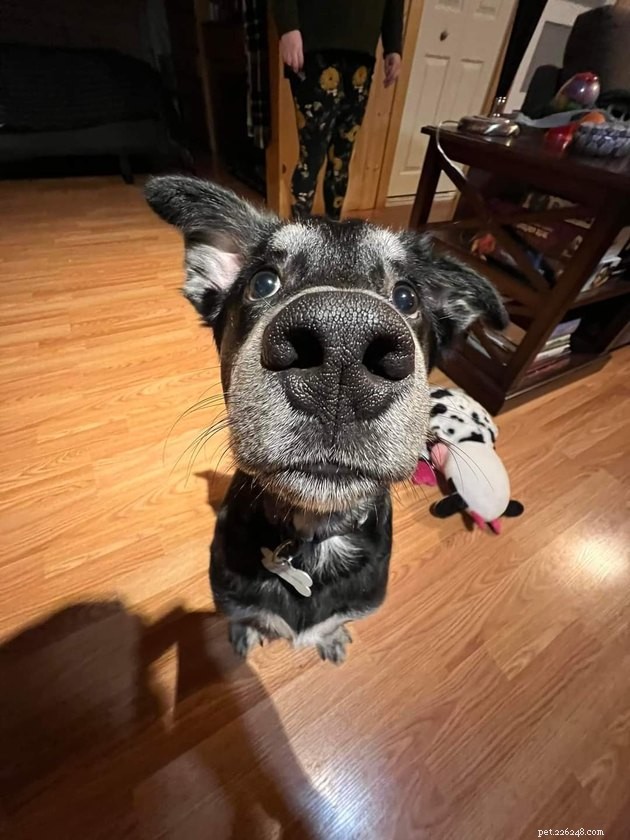 18 Dogs with the Most Adorable Noses
