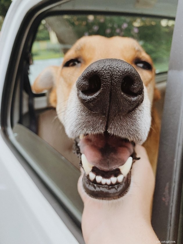 18 Dogs with the Most Adorable Noses