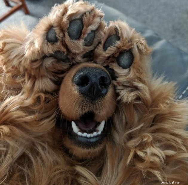 18 Dogs with the Most Adorable Noses