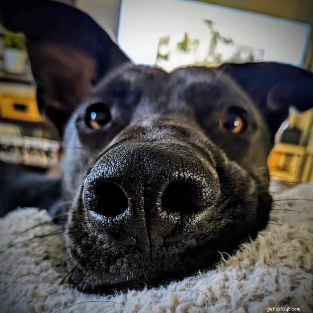 18 Dogs with the Most Adorable Noses