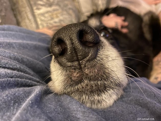 18 Dogs with the Most Adorable Noses