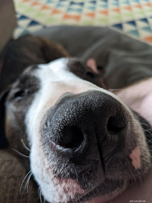 18 Dogs with the Most Adorable Noses