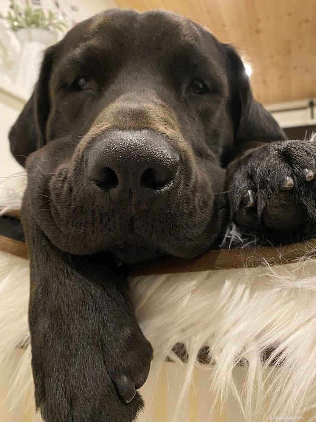 18 Dogs with the Most Adorable Noses