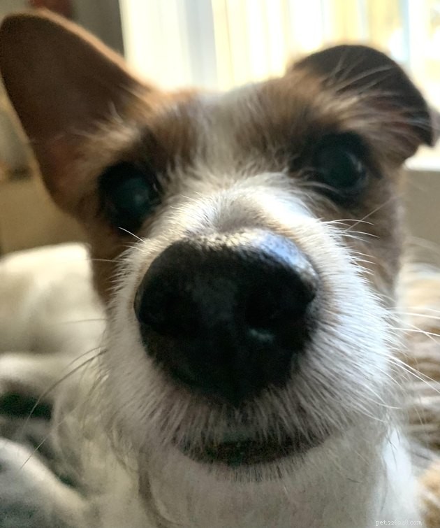18 Dogs with the Most Adorable Noses