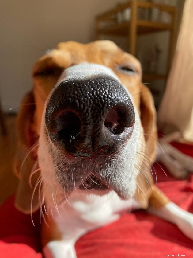 18 Dogs with the Most Adorable Noses