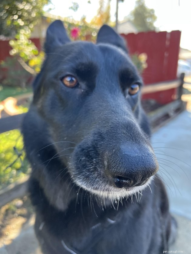 18 Dogs with the Most Adorable Noses