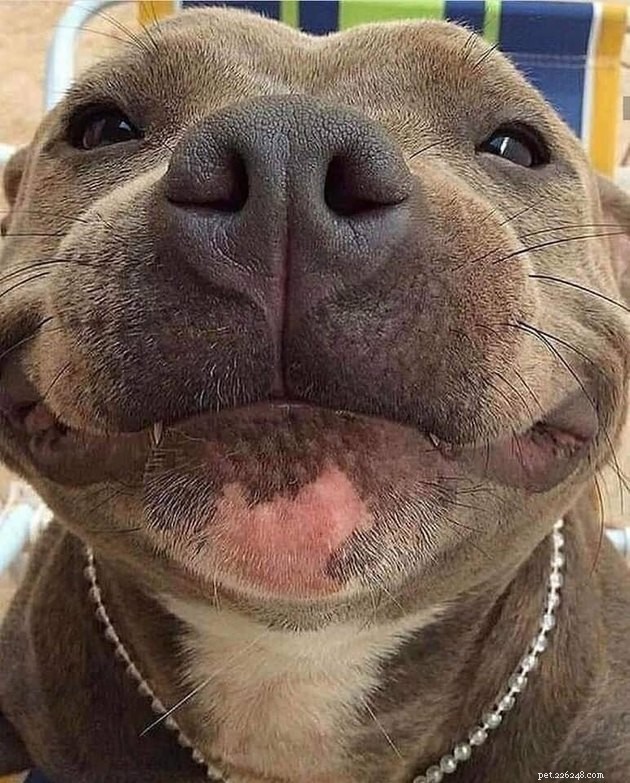 18 Dogs with the Most Adorable Noses