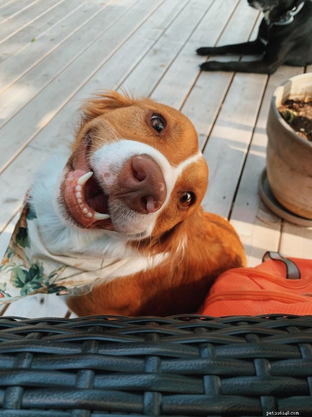 16 Dogs That Will Melt Your Heart With Their Irresistible Smiles