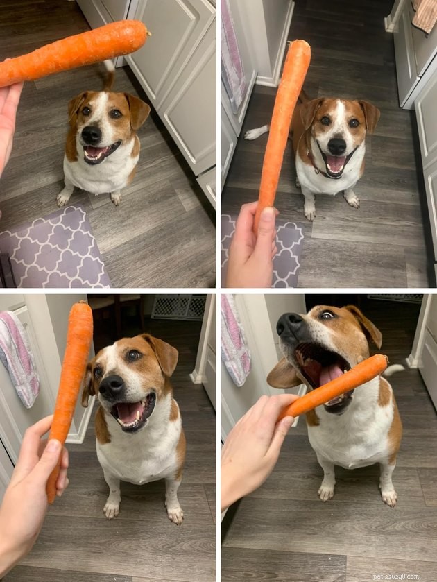 16 Dogs That Will Melt Your Heart With Their Irresistible Smiles
