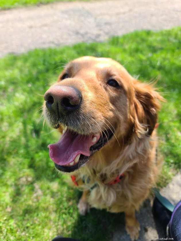 16 Dogs That Will Melt Your Heart With Their Irresistible Smiles